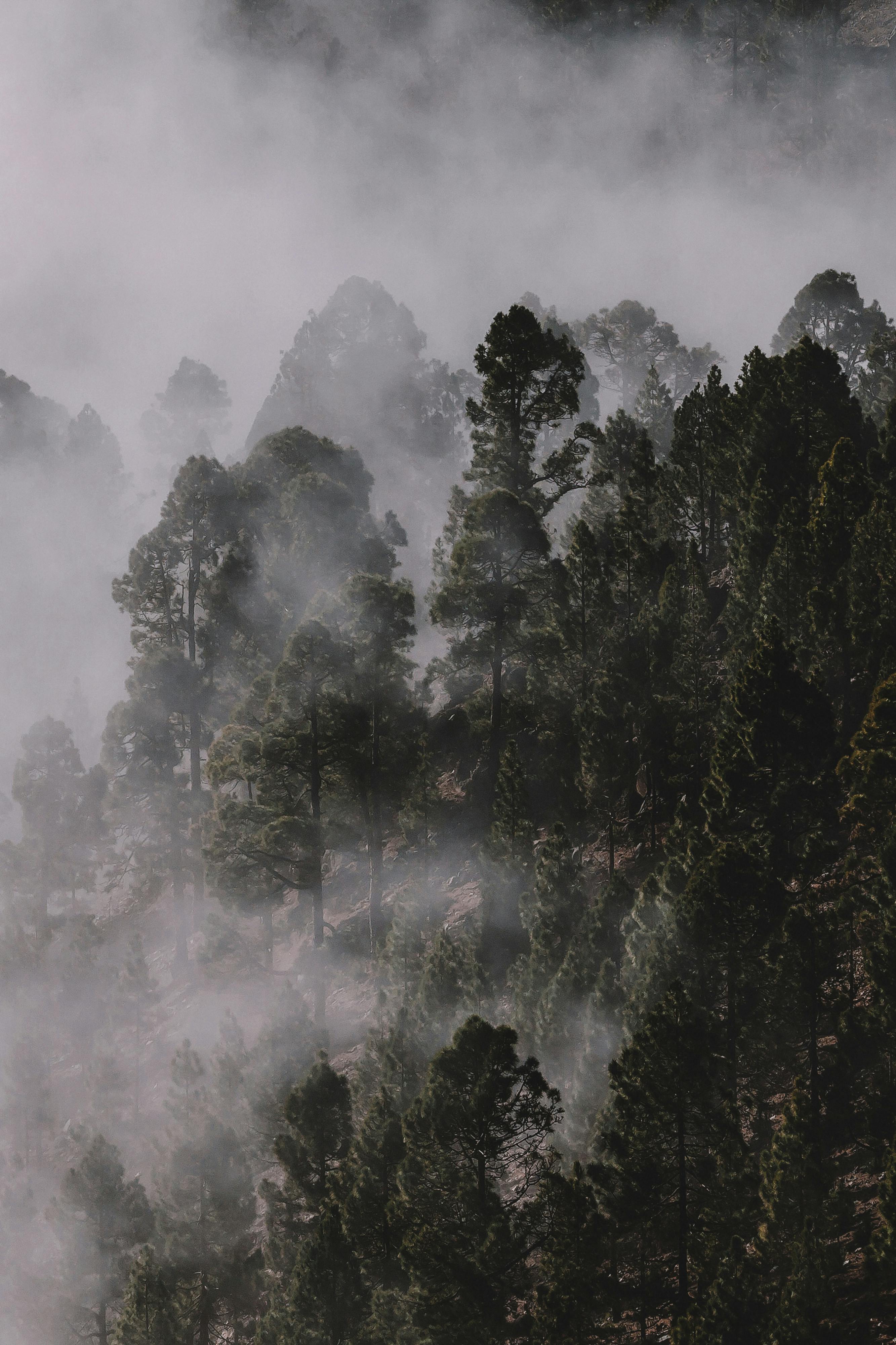 Misty forest landscape with fog rolling through dark trees